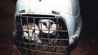 Man handed unpaid work after keeping 18 birds of prey in filthy cages