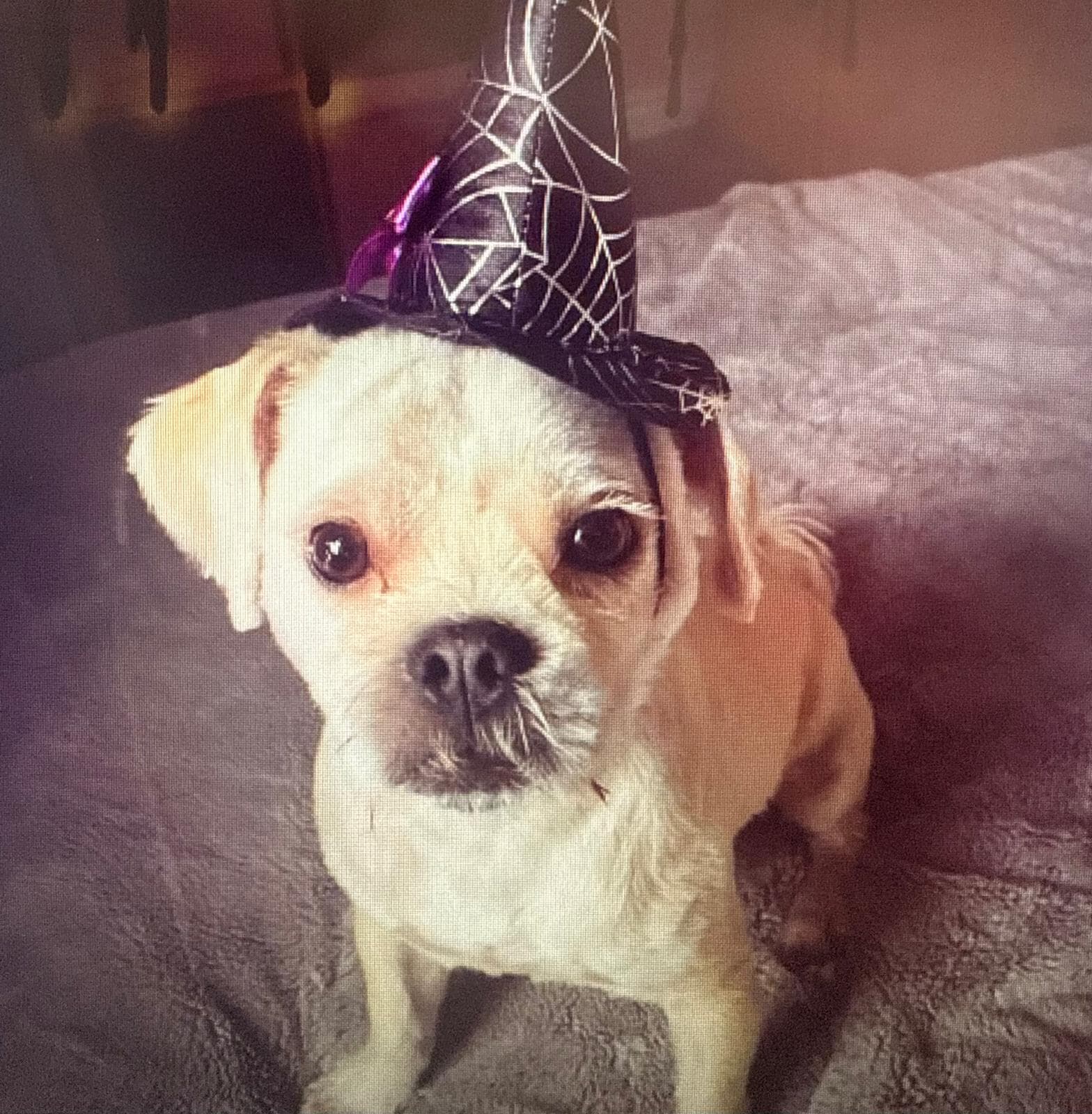 STV weatherman and resident Halloween fanatic, Philip Petrie, got his dog Jones in on the spooky celebrations.