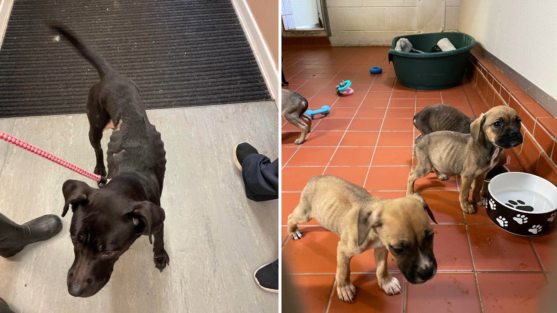 Dog and eight puppies found 'chronically underfed' rescued from bathtub