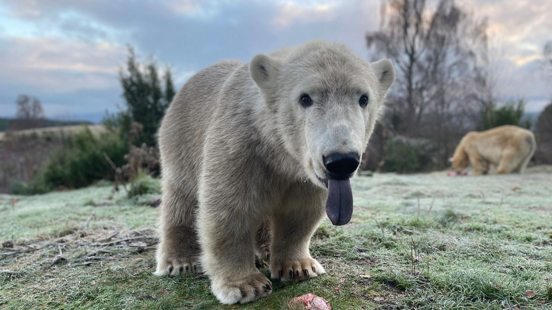 Brodie the polar bear is nearly four years old.