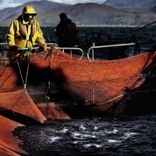 Scottish salmon adds £1bn to national economy, figures show