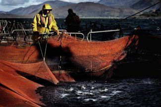 Scottish salmon adds £1bn to national economy, new figures show