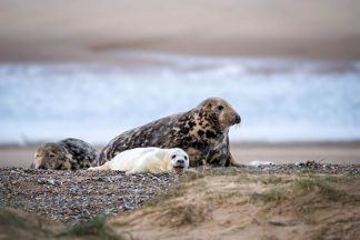 Solar-powered webcam set up to livestream England’s largest grey seal colony