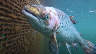 Tesco suspends Highland fish farm after ‘extremely concerning’ footage