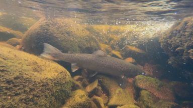 Salmon conservation project showing promise to help bolster numbers