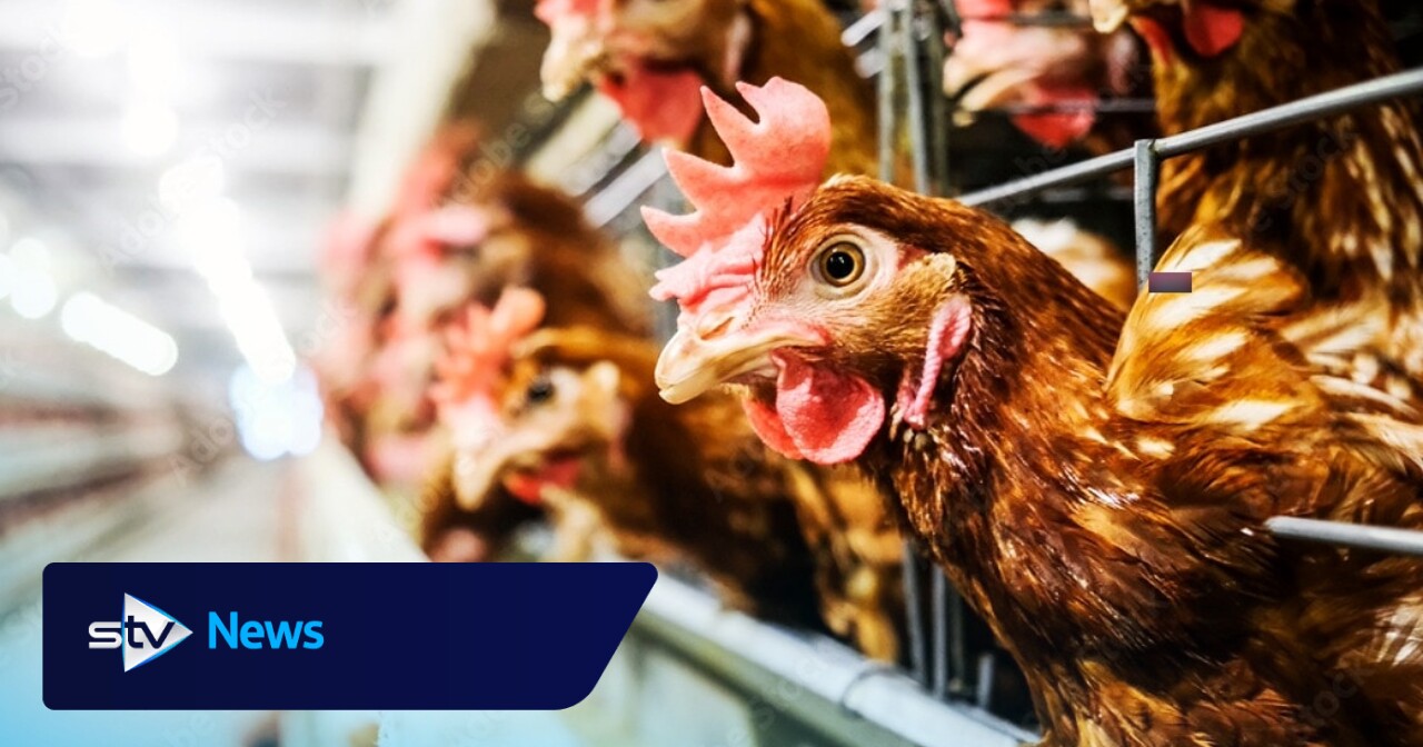 Disease zones brought in after severe and deadly bird flu outbreak at farm ...