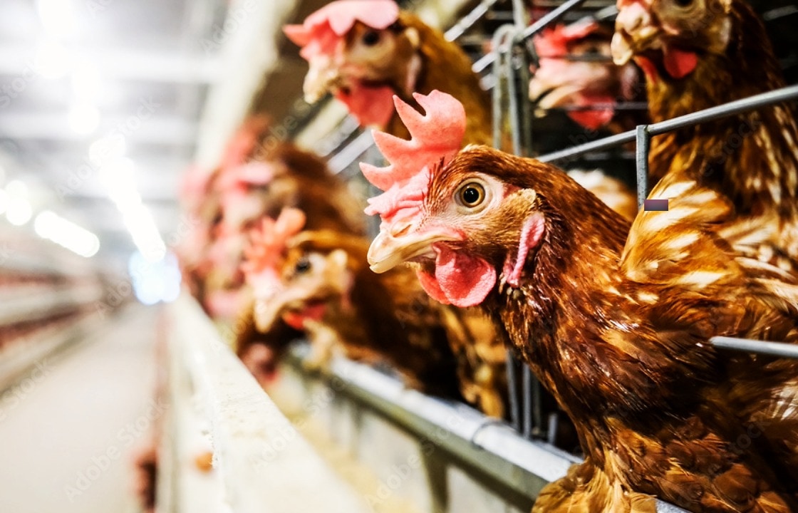 Disease zones brought in after severe and deadly bird flu outbreak at farm in Lanark