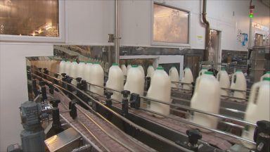 Low milk prices could push us out of business, warn farmers