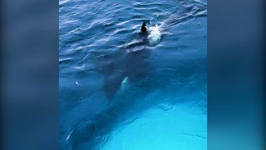 Pod of orcas captured in ‘amazing’ footage off Shetland coast