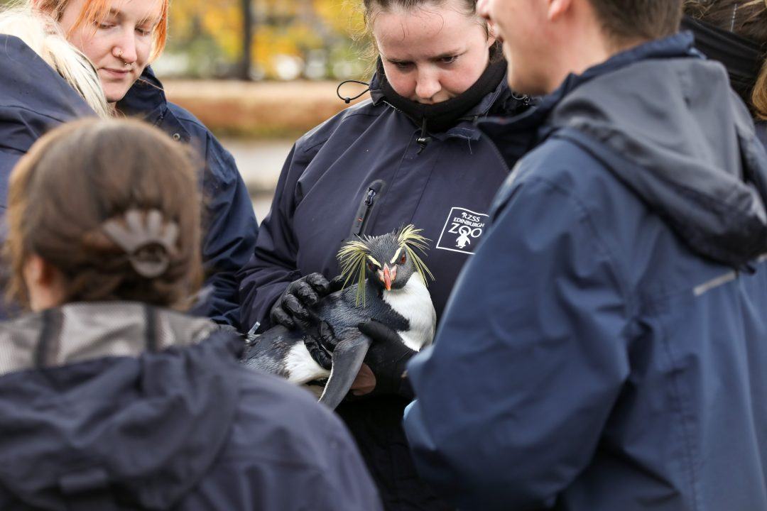 Edinburgh Zoo vaccinates 150 resident penguins ahead of winter