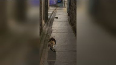 City council vow to form rat taskforce amid growing vermin problem