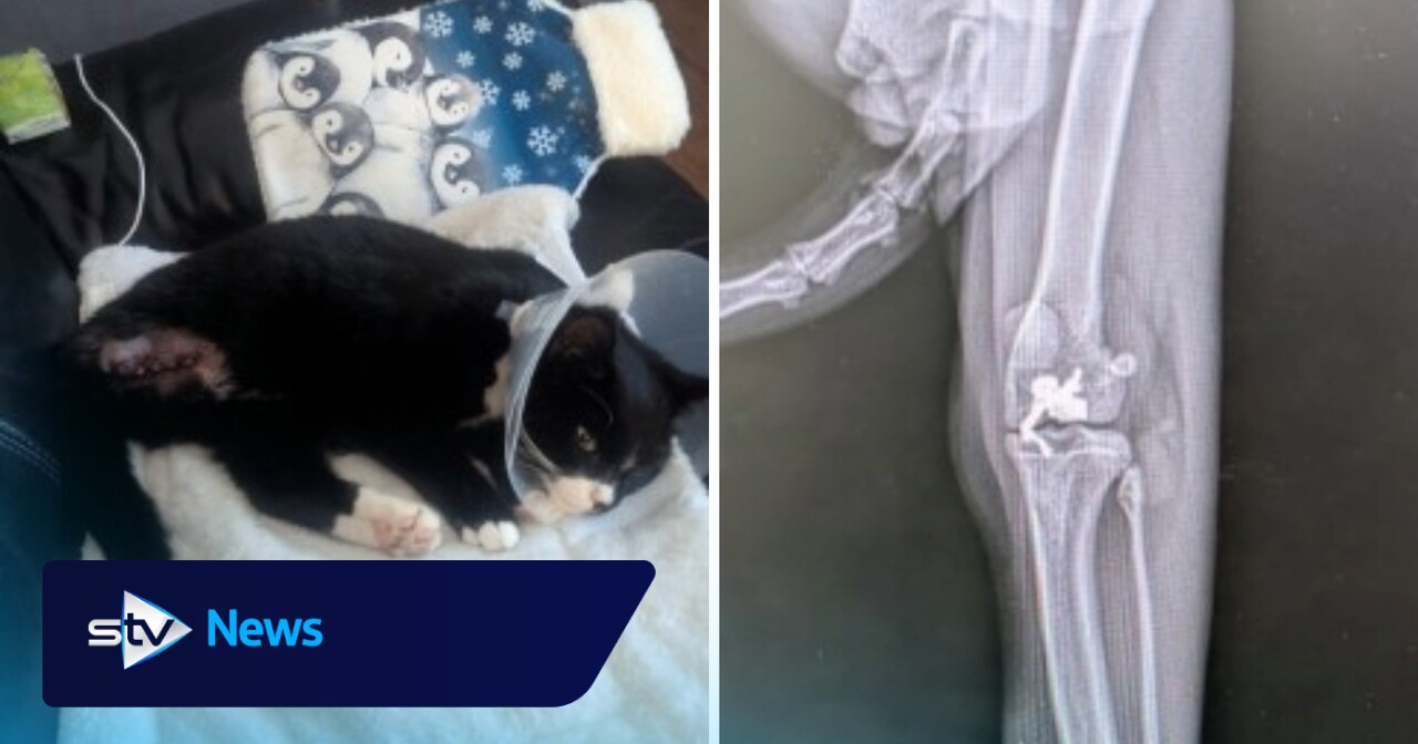 Cat shot while missing for eight days from Denny home as vets amputate leg