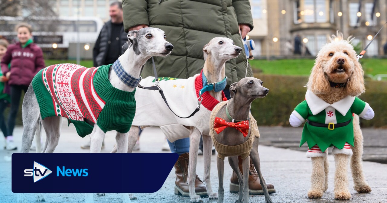 Santa Paws: Pooches don best Christmas jumpers to raise money for ...