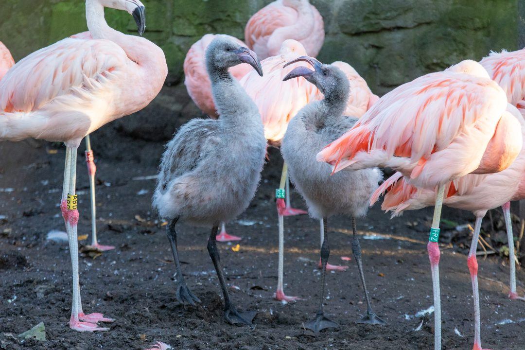 First flamingo chicks born at Edinburgh Zoo in a decade named