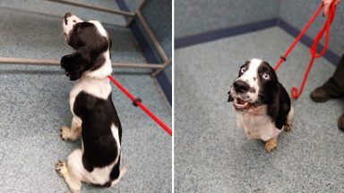 Tweedbank man banned for ten years after starving dogs causing severe disease