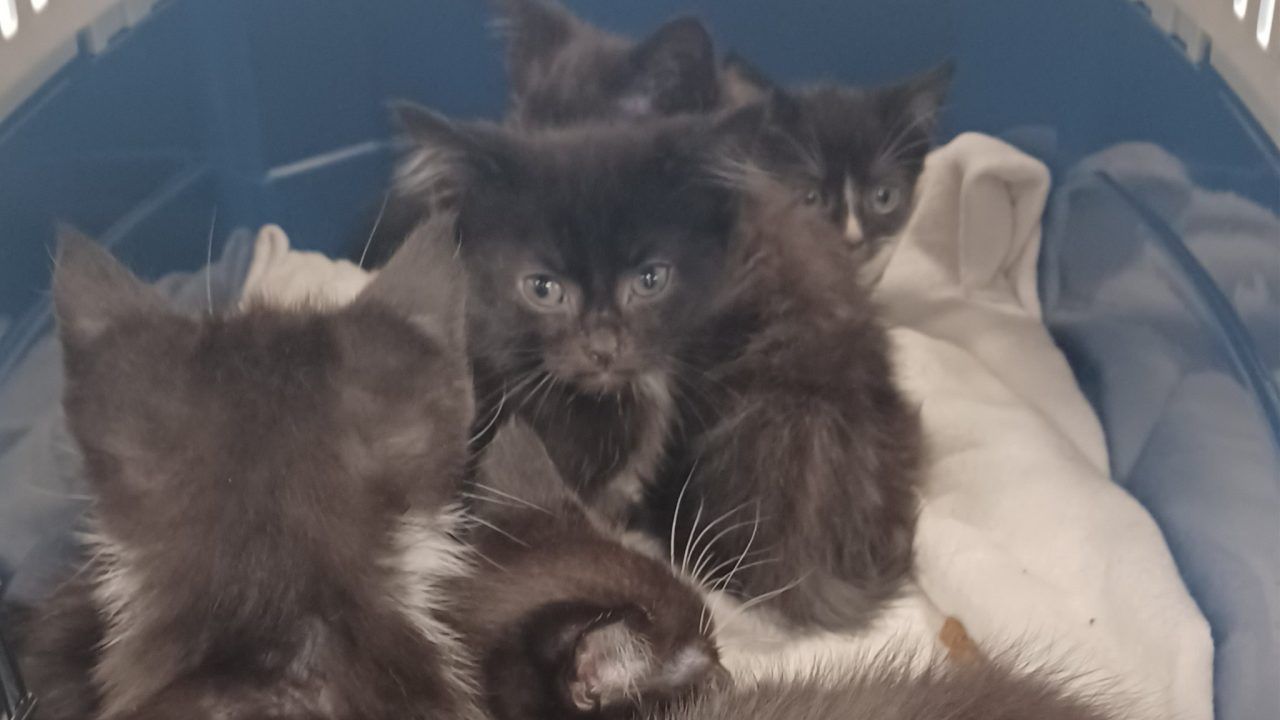 Six flea-ridden kittens found abandoned in carrier in Blantyre