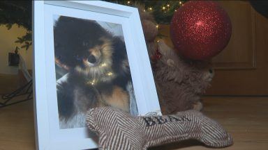 MSPs vote to make stealing a dog a specific offence