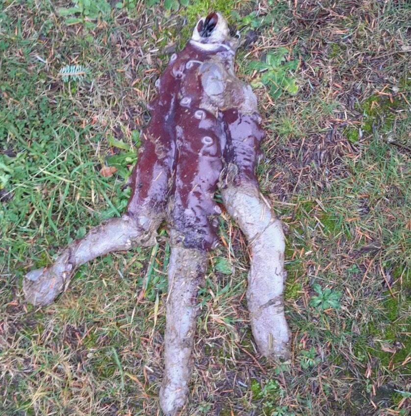 A larger portion of the octopus was found at the nature reserve.