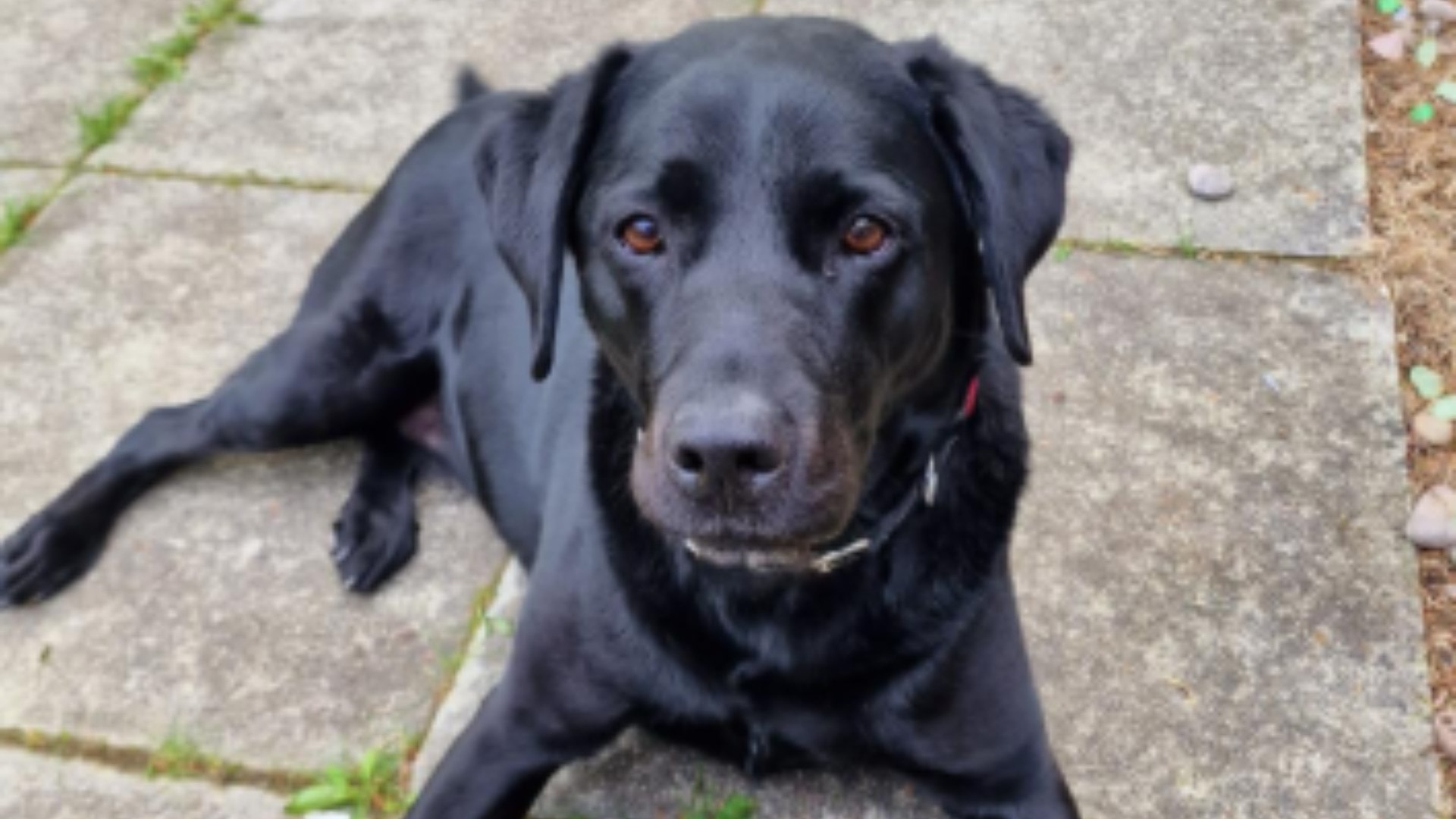 Glasgwegian Labrador, Eevee, benefited from urgent care from vet charity PDSA.