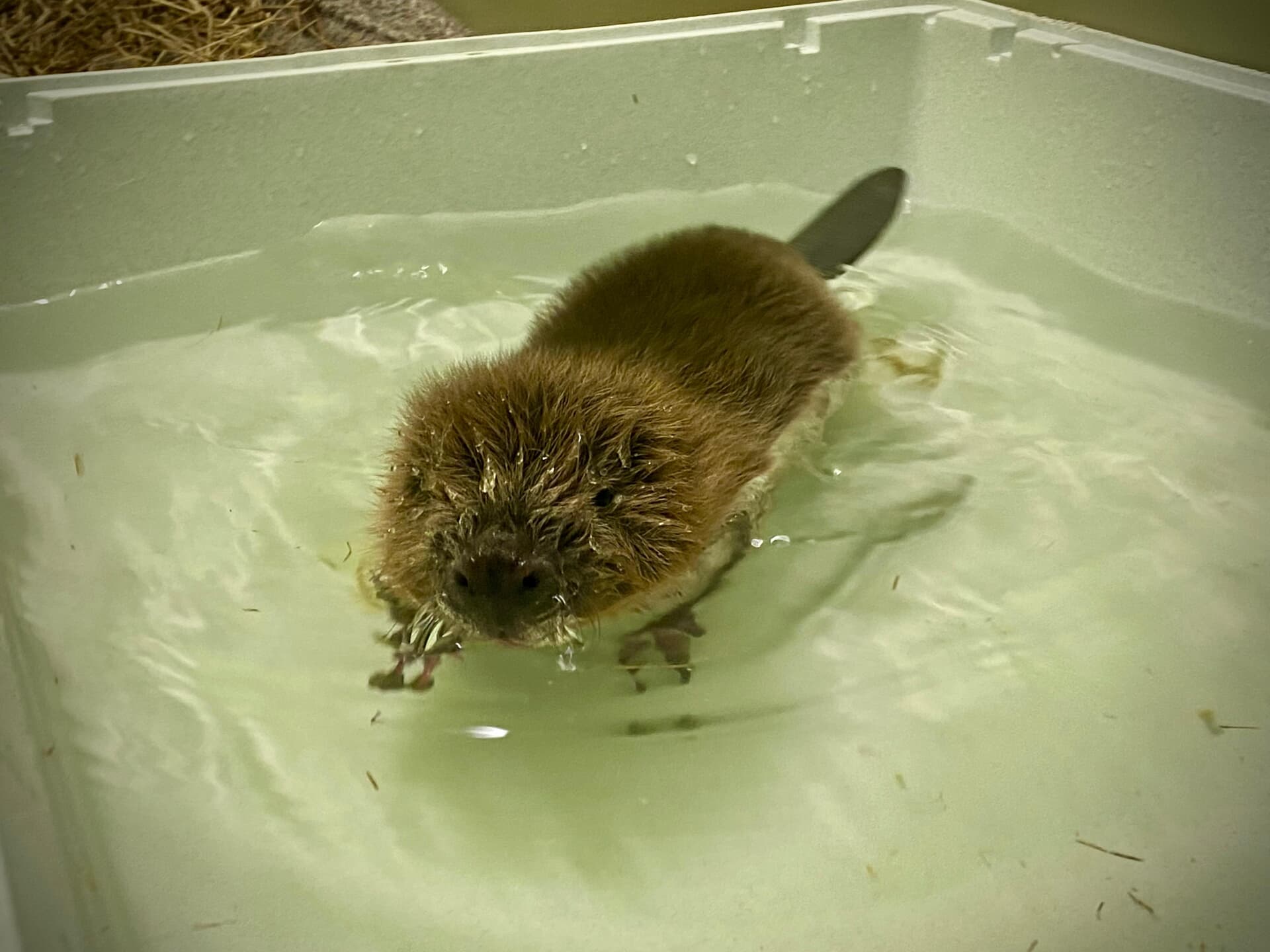Turnip learned to swim in a large water bath while in the care of the Scottish SPCA National Wildlife Rescue Centre.