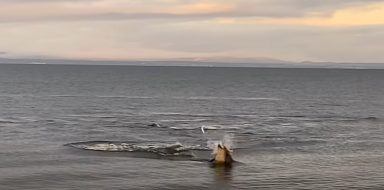 Watch: ‘Spectacular’ moment dolphin flips fish just feet from shore along Forth coast