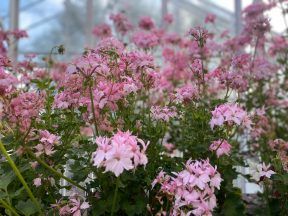 Heritage pelargonium plants from Aberdeen’s Duthie Park to grow at Balmoral Castle