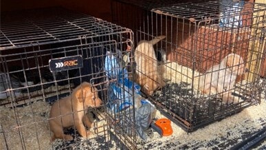 Puppy dealer banned from owning pets after selling dogs in poor condition at Renfrew car park