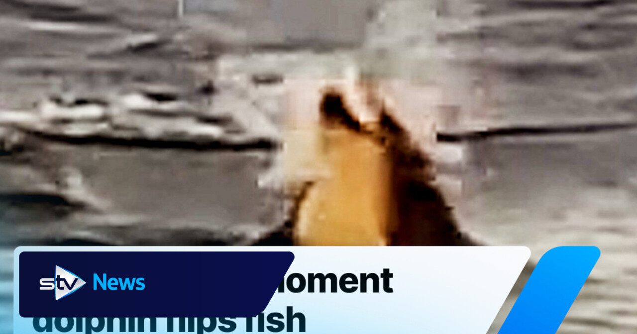 ‘Spectacular' moment dolphin flips fish just feet from shore