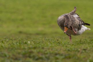 Public urged to stay alert after outbreak of bird flu among geese in Highlands