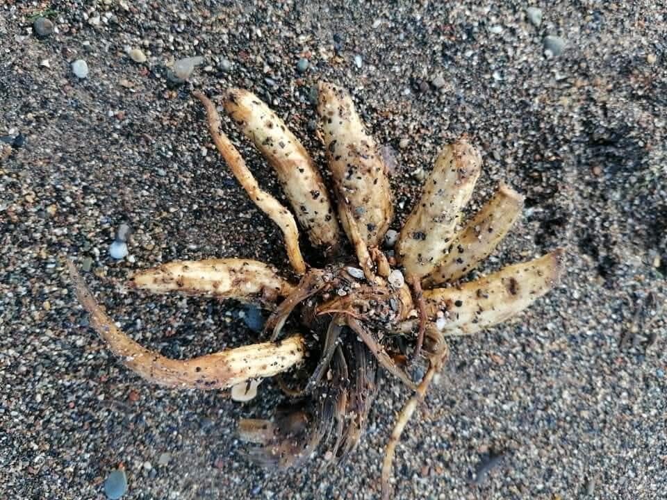 ‘Toxic plant’ washing up on Scotland’s shore