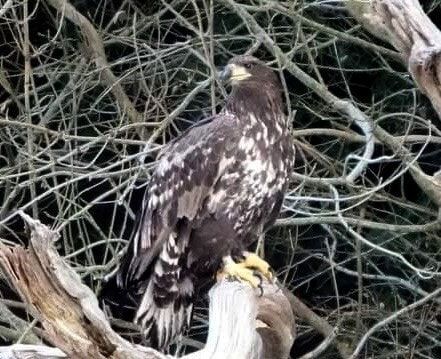 A white tailed eagle in Midlothian has disappeared.