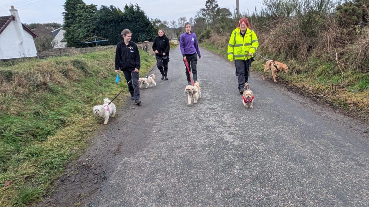 Rescue centre marks Boxing Day with group dog walk and festive meals