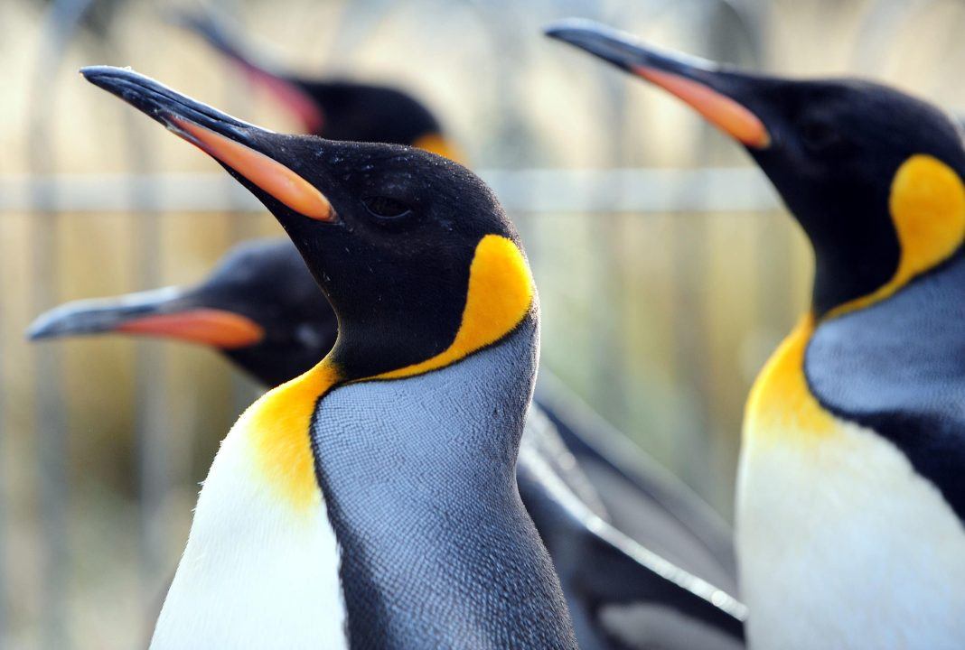 Penguin parade cancelled at Edinburgh Zoo over bird flu risk