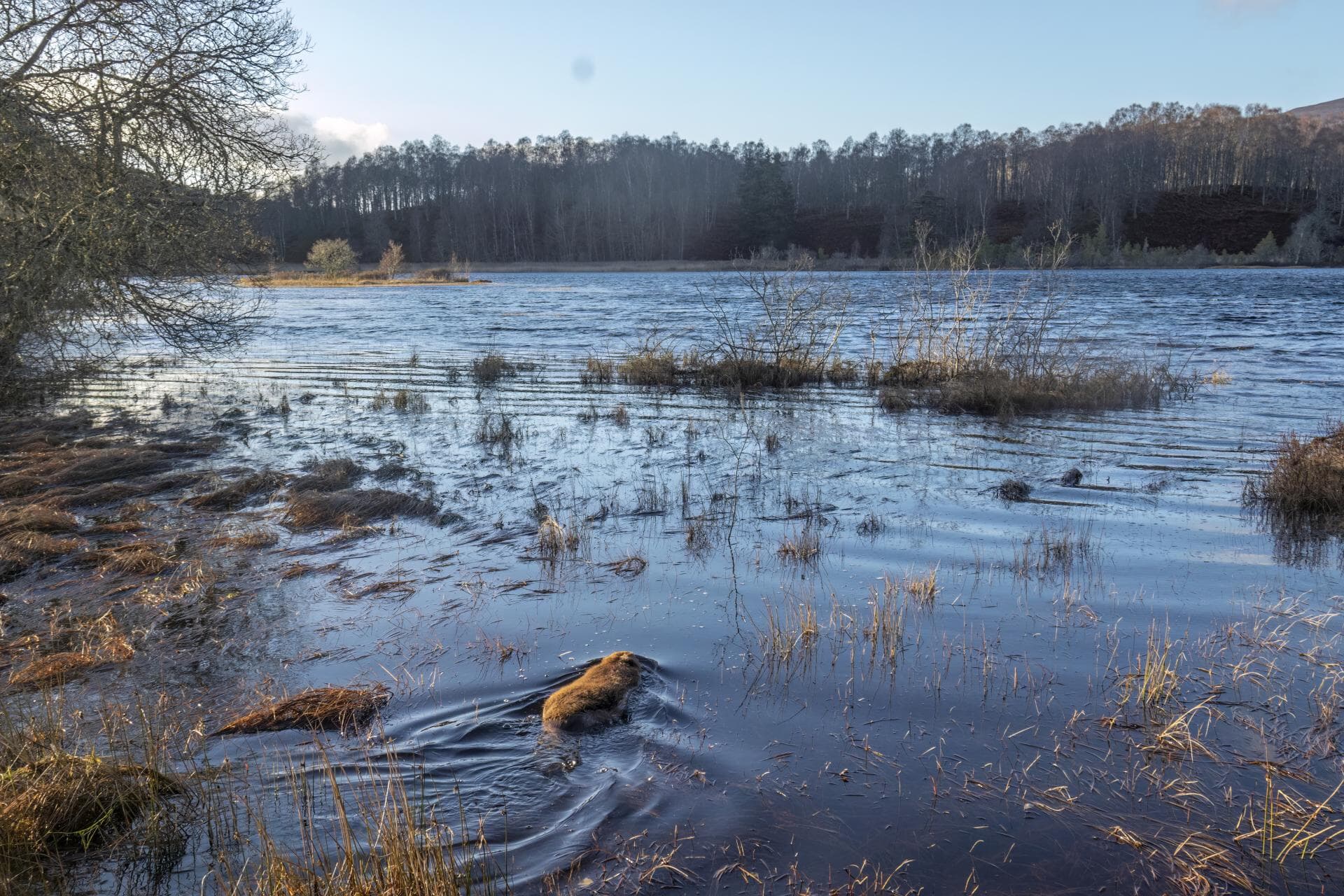 Beavers have been released in the Cairngorms