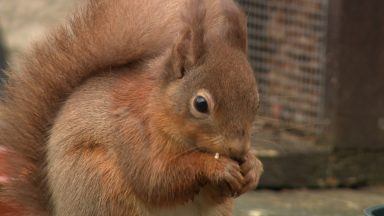 Red squirrel revival following decade-long conservation  project