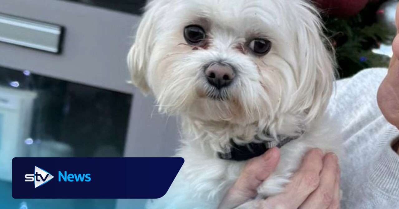 Missing dog reunited with family after 18 months in 'Christmas miracle ...