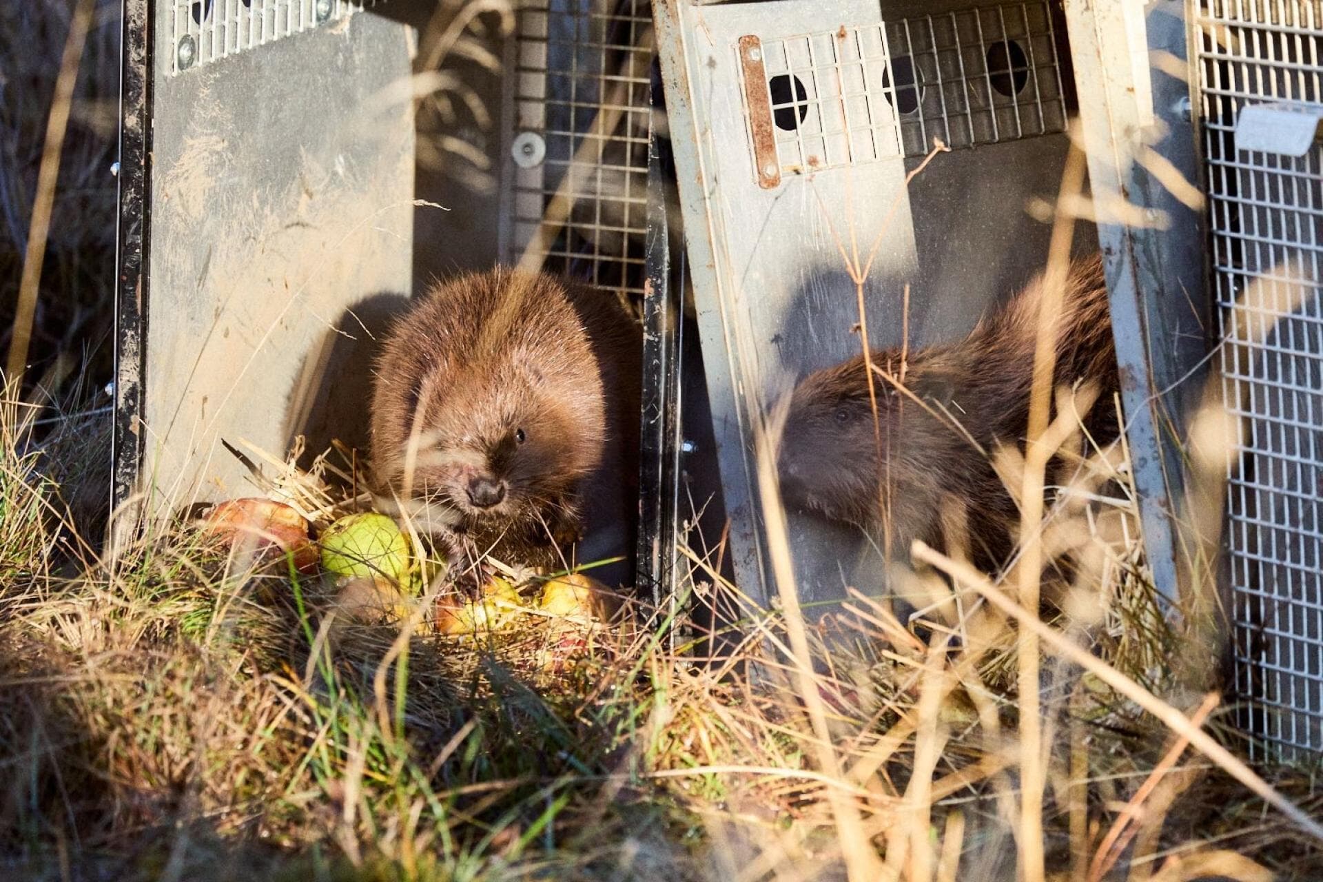 Beavers have been released in the Cairngorms