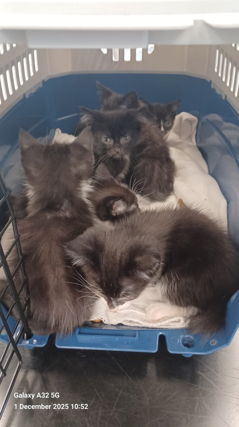 The flea-infested kittens were dumped in Blantyre