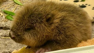 Orphaned beaver kit ‘thriving’ after being washed downriver during storm