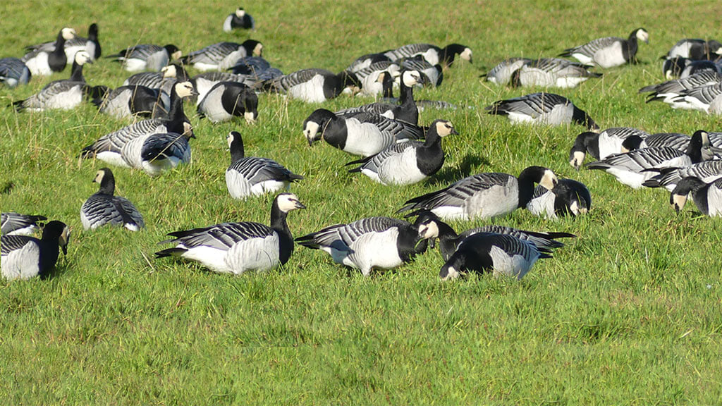 Wildfowl and Wetland Trust to close popular Caerlaverock site until spring 2026