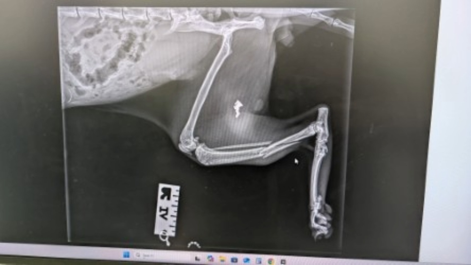 cat shot while missing for eight days from home in Denny.