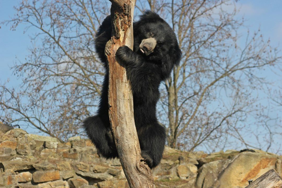 Edinburgh Zoo welcomes second sloth bear