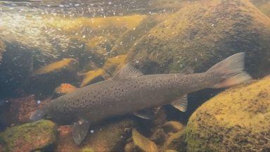 Captive breeding success boosts wild salmon numbers in Aberdeenshire
