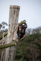 Chimp born at German circus and rescued from death arrives at Edinburgh Zoo