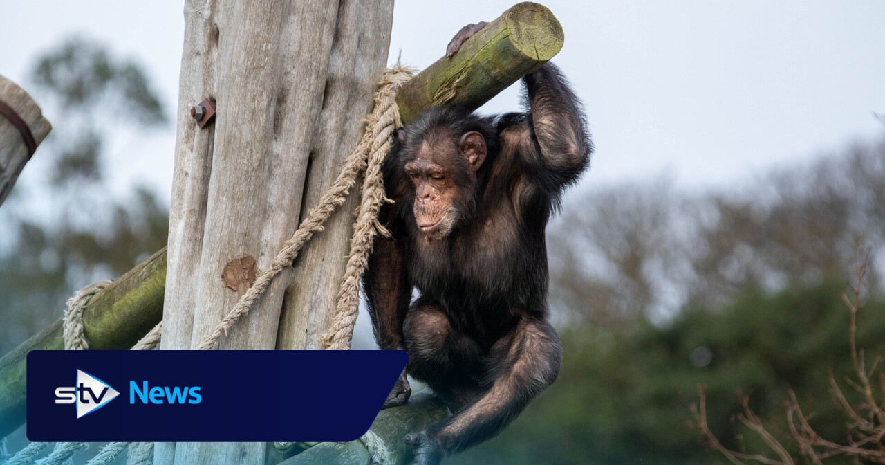 Chimp born at German circus and rescued from death arrives at Edinburgh Zoo