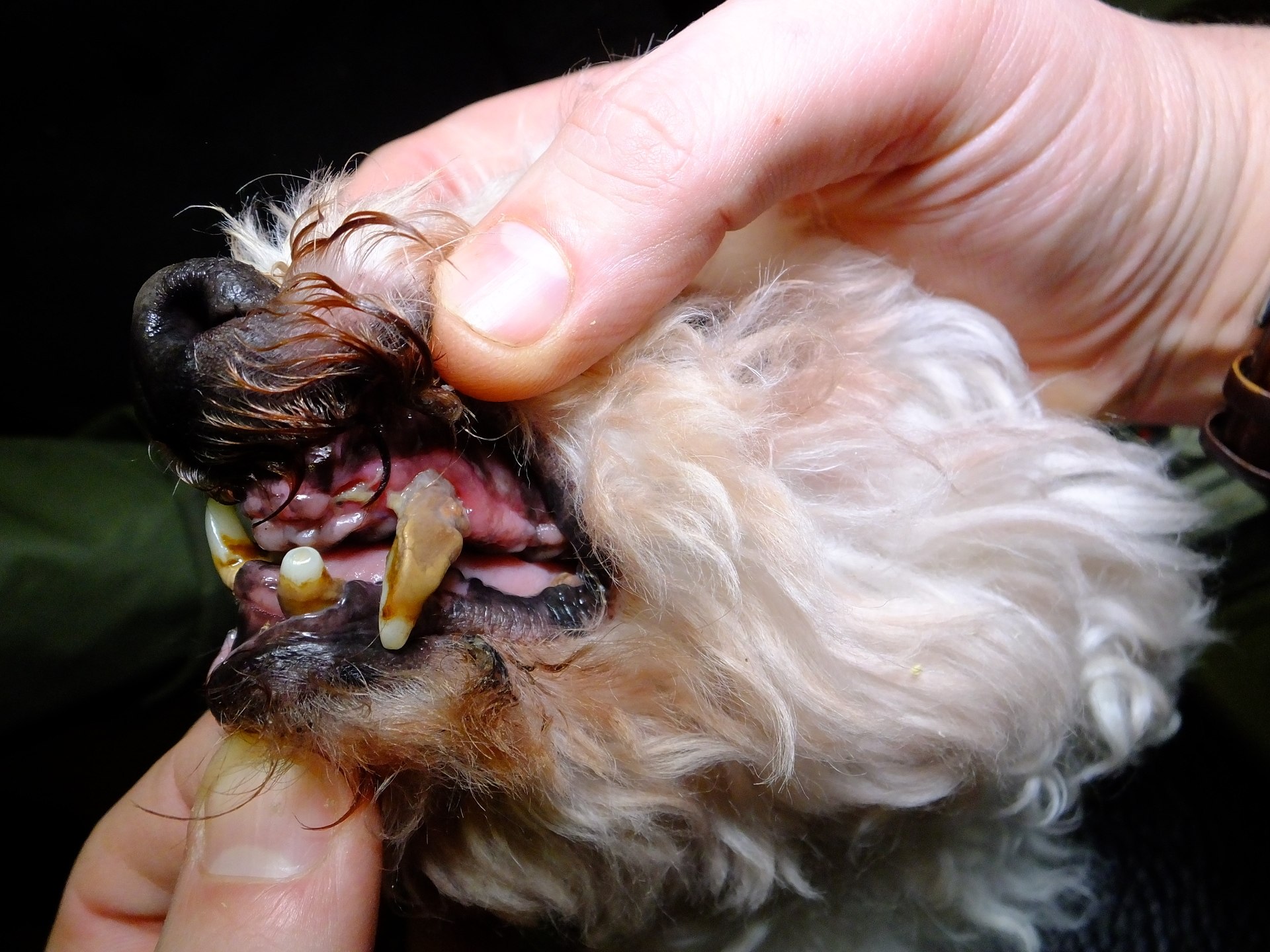 The Hamiltons failed to protect them from suffering. 