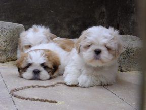 Millionaire couple who ran illegal puppy farm spared jail