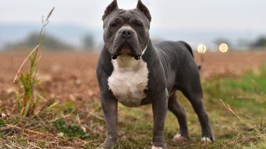Glasgow man neglected American Bully in ‘worst case of starvation seen in a decade’