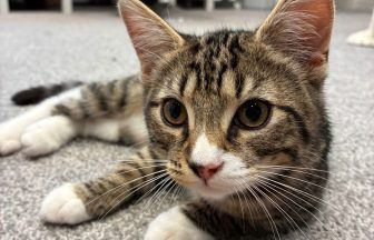 Shocked ScotRail staff discover frightened kitten on train