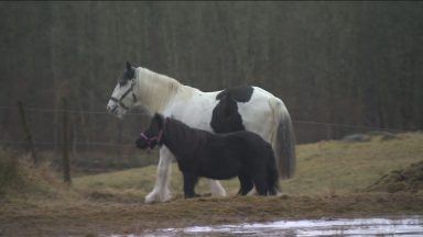 Lunar Eclipse charity offers therapeutic pony sessions